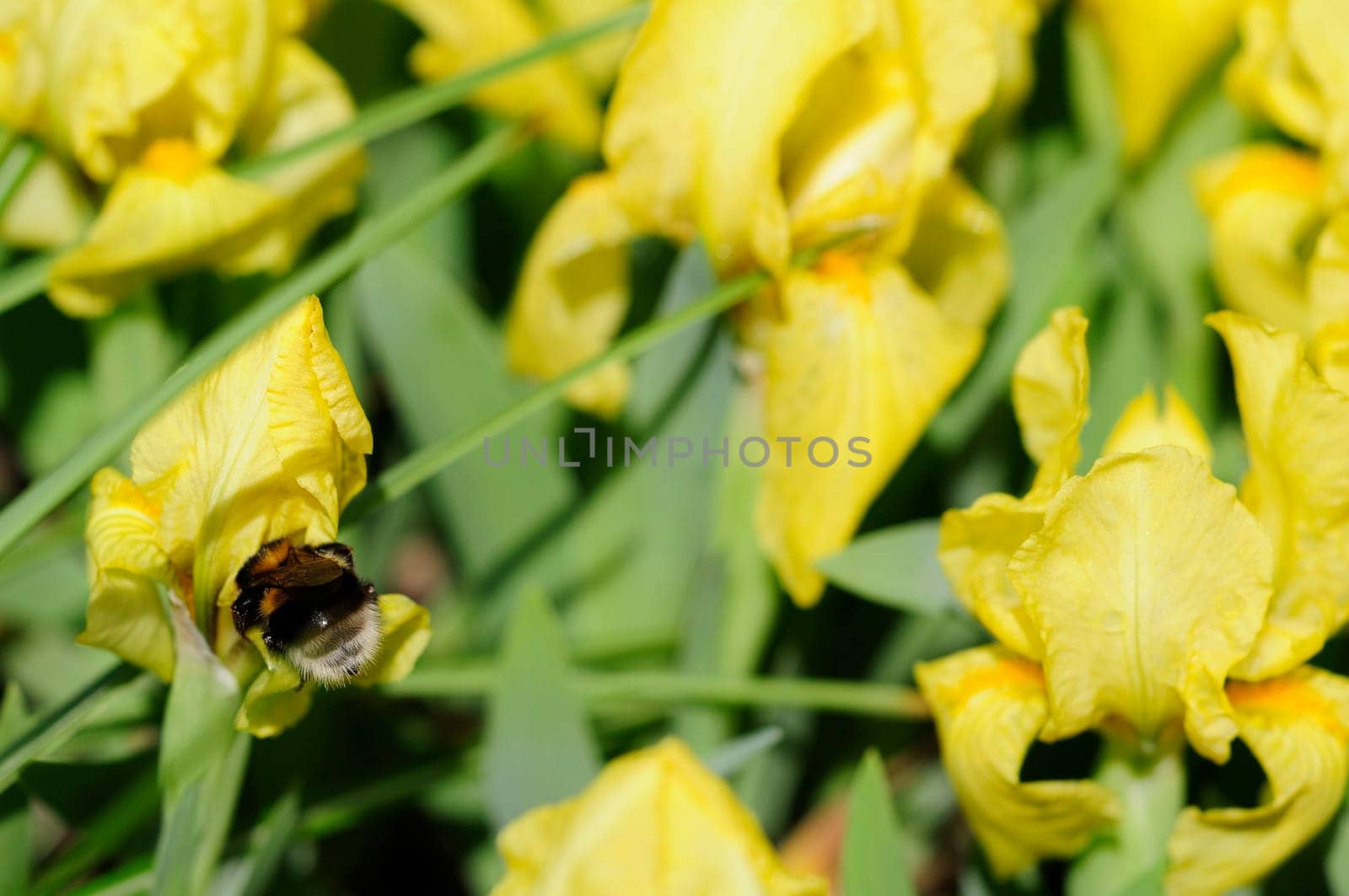 Dwarf irises