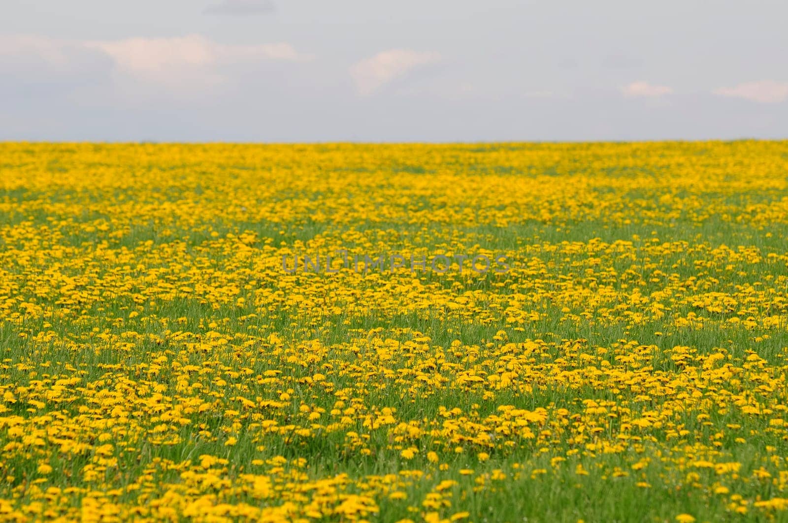 Dandelion field
