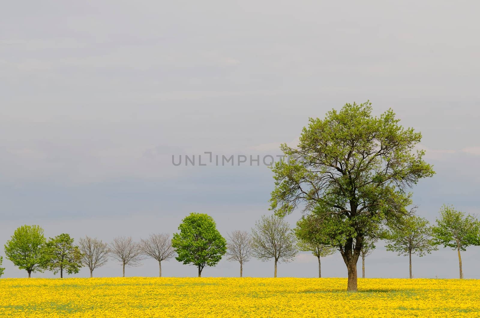 Dandelion field