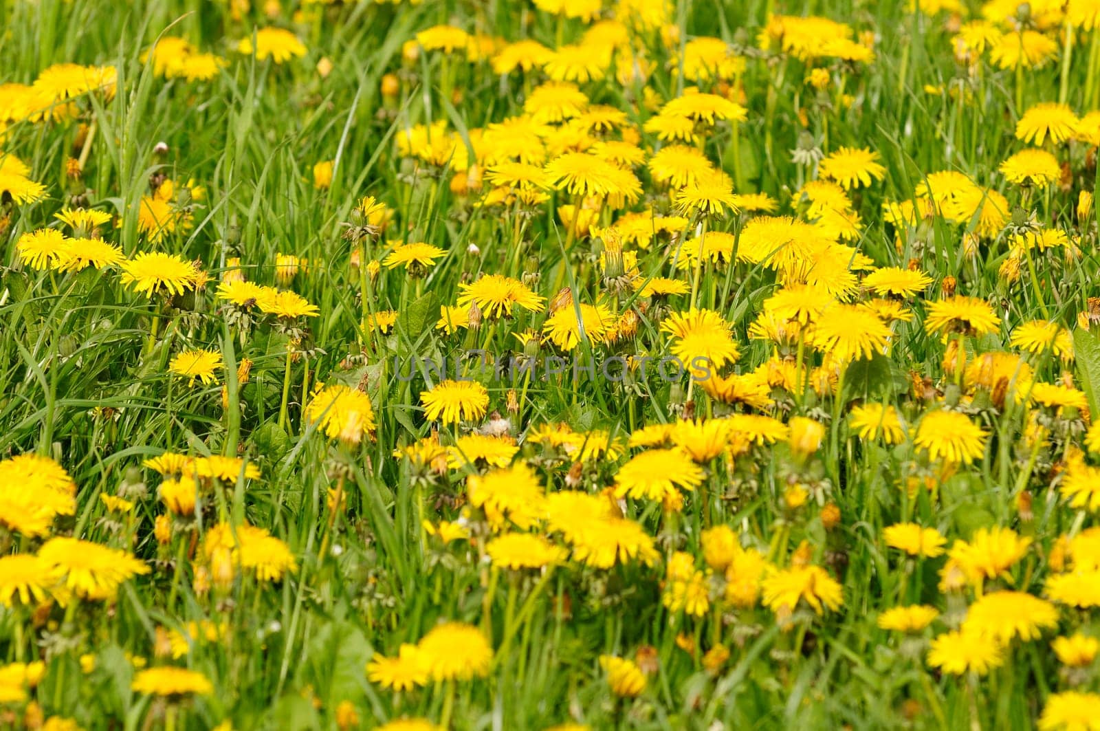 Dandelion field