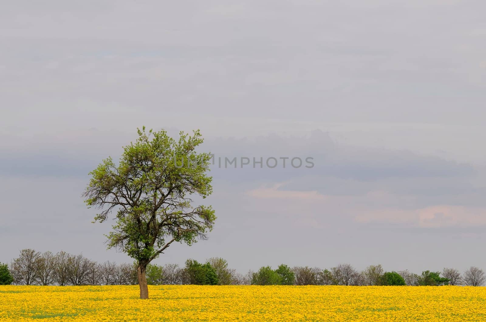 Dandelion field