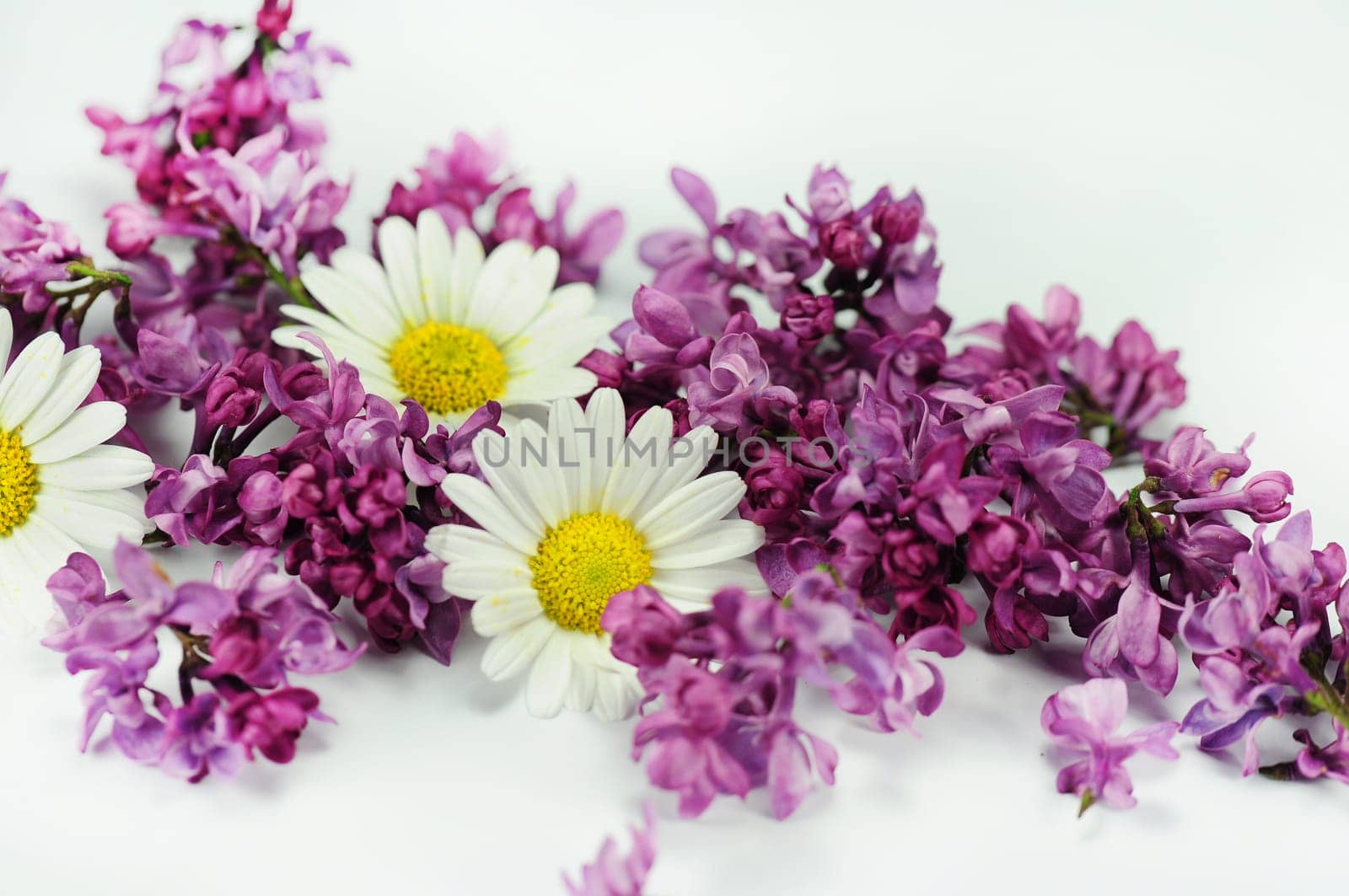Lilac Blossoms