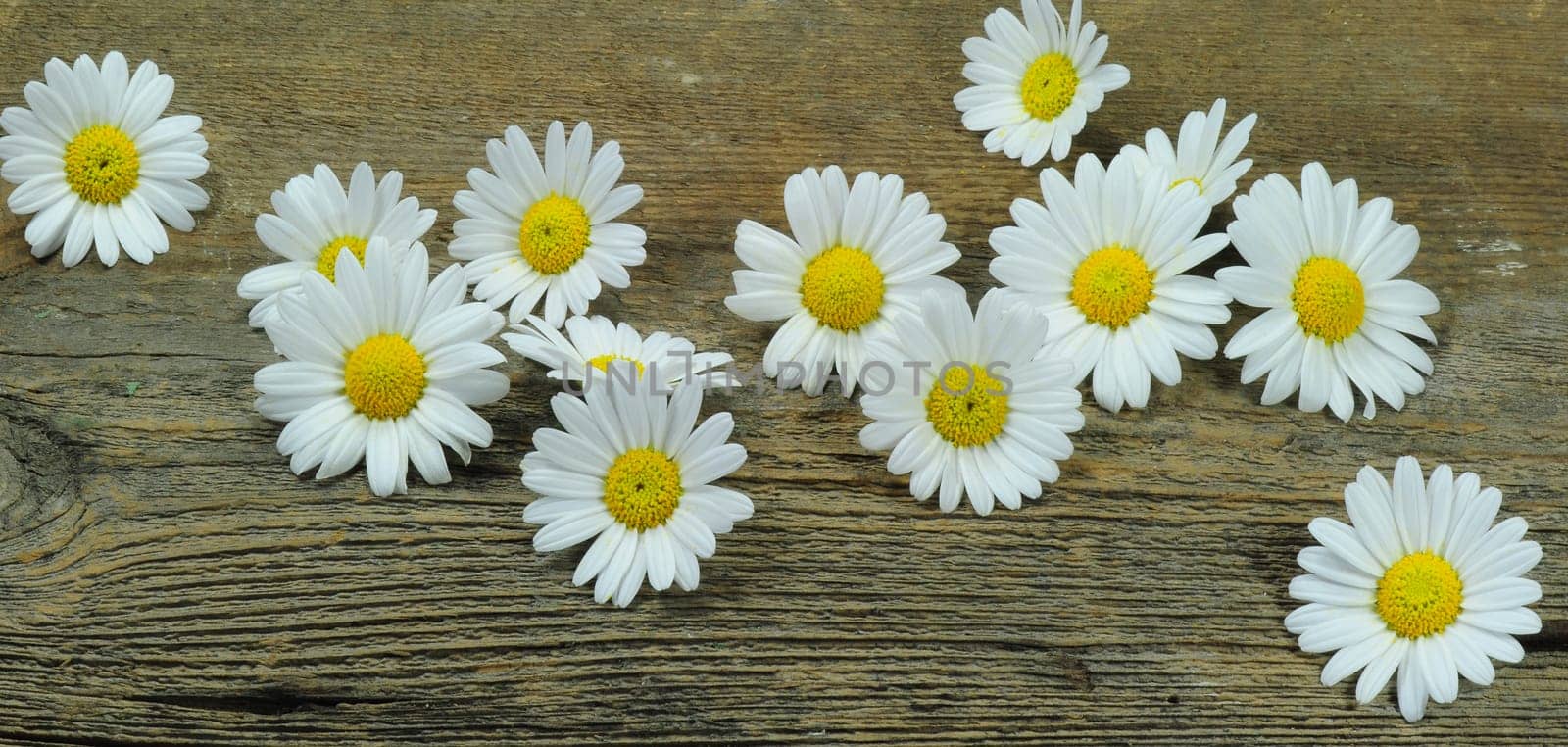 Margarite flowers
