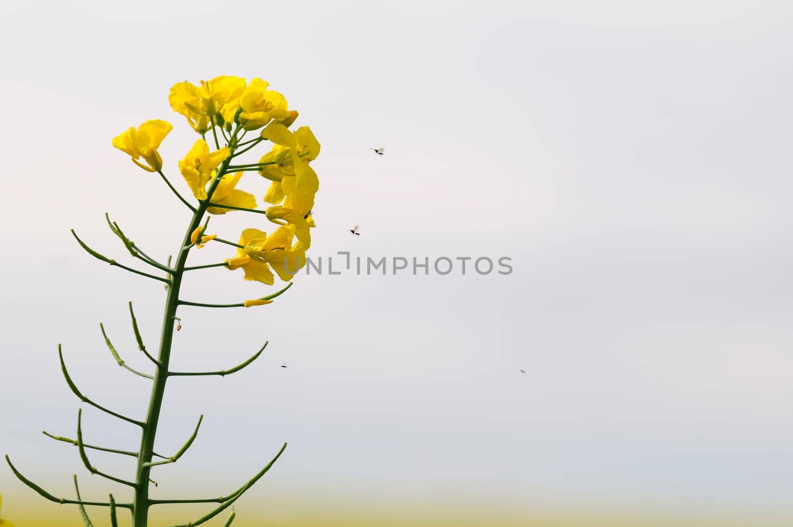 rapeseed