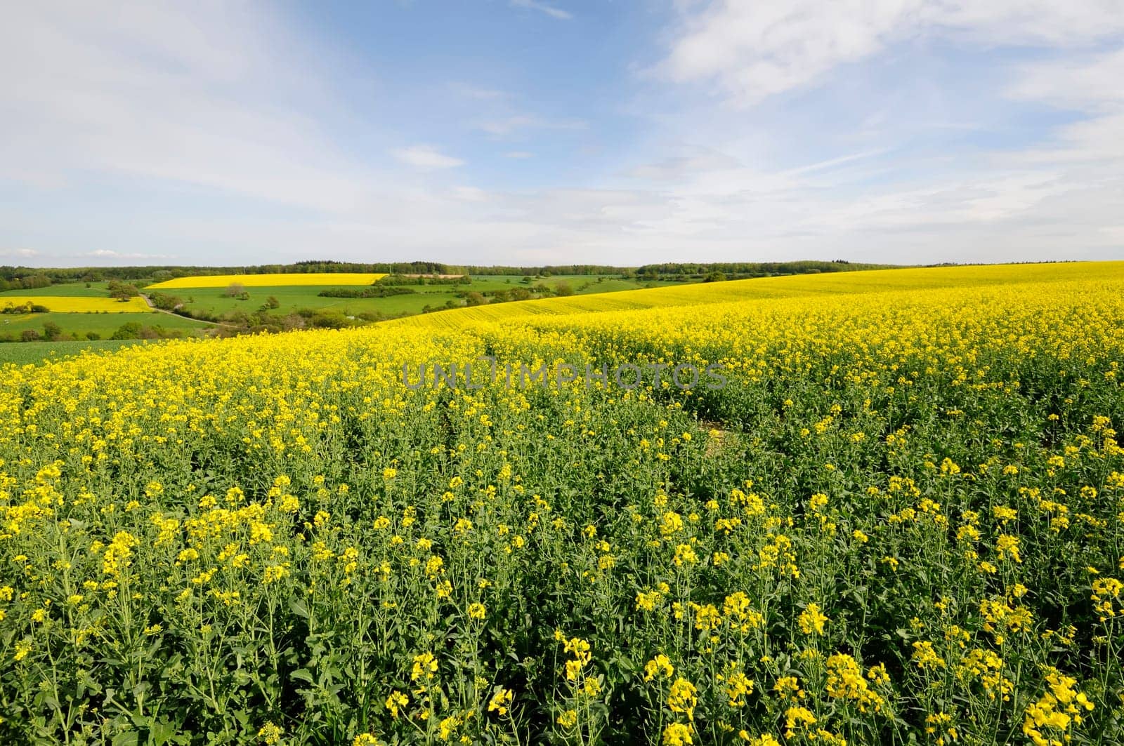 rapeseed