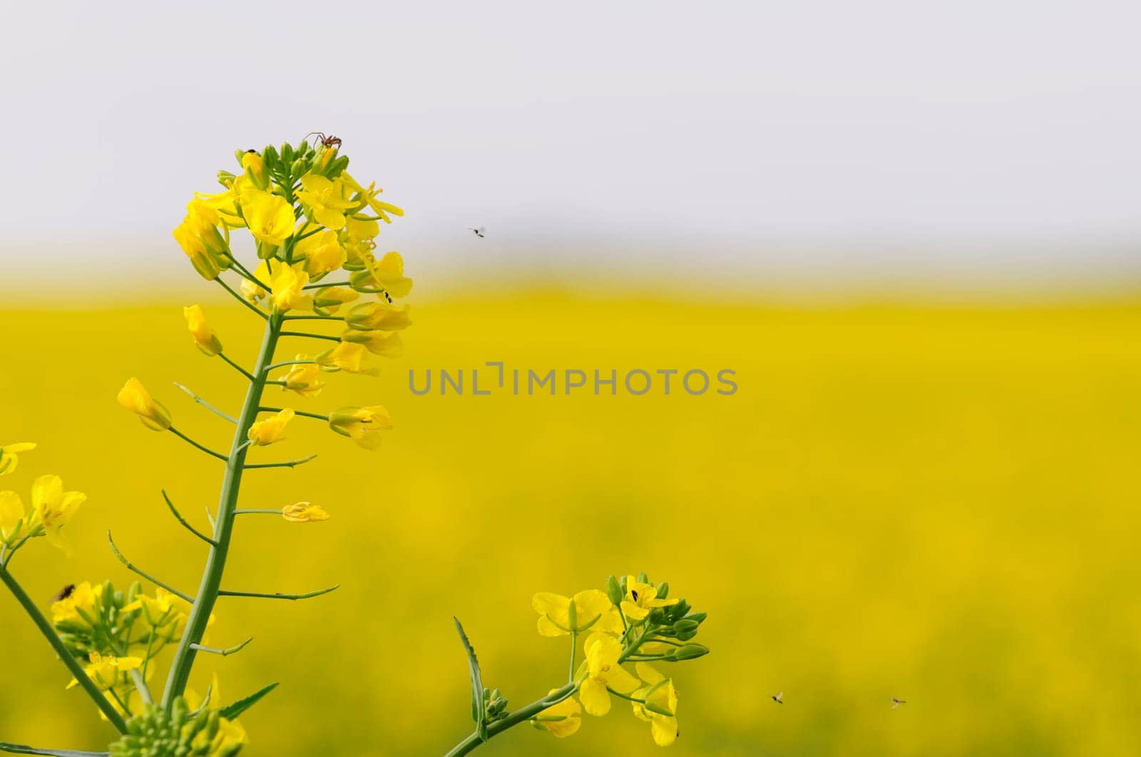 rapeseed