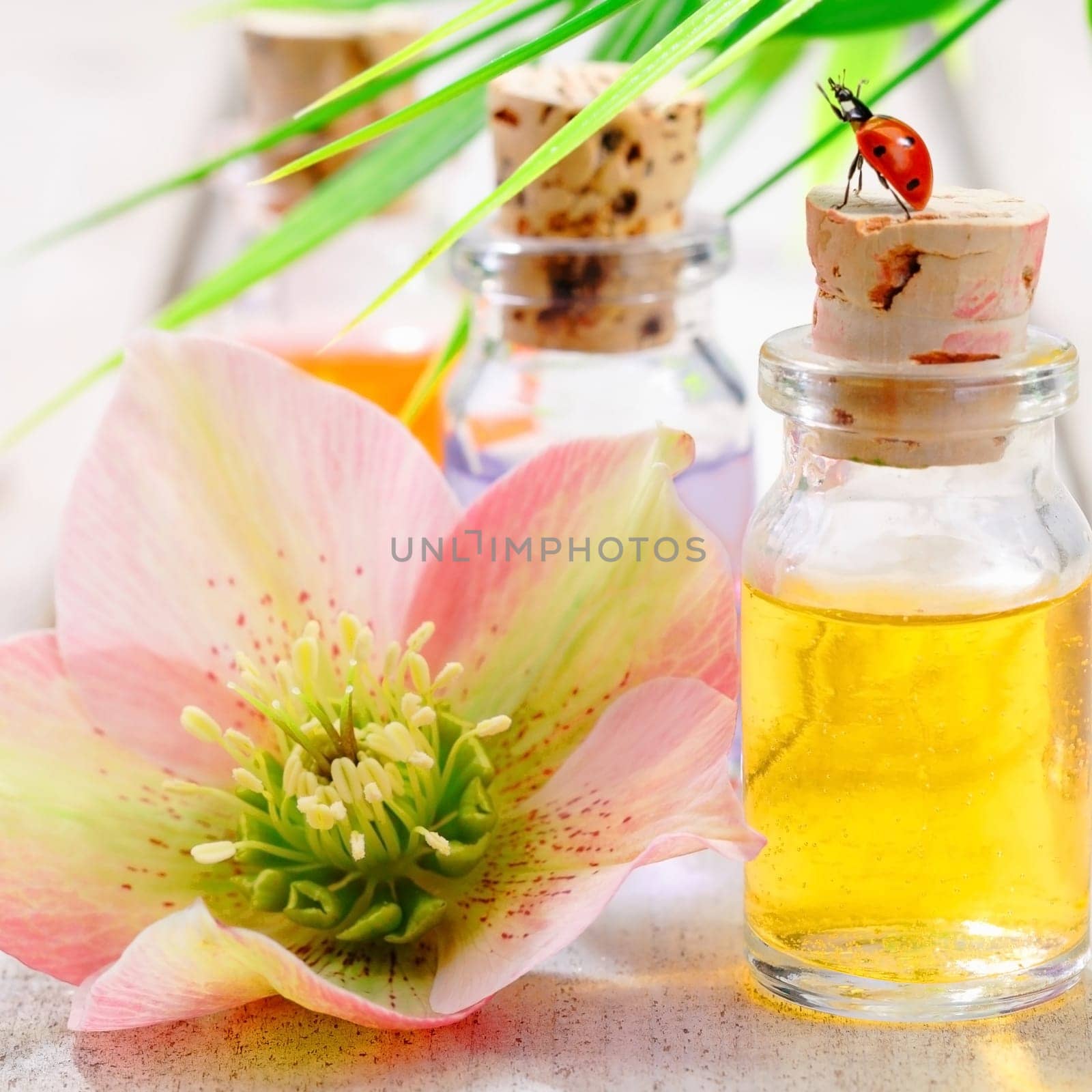 Aromatherapy spa treatment with a beautiful pink flower and small glass bottle of golden essential oil with a ladybird on the cork