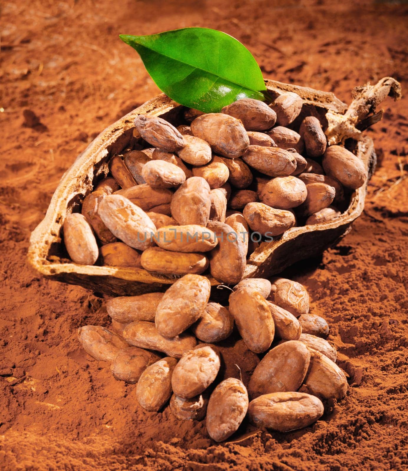 Cocoa Beans with a fresh green leaf on a powdered cocoa background