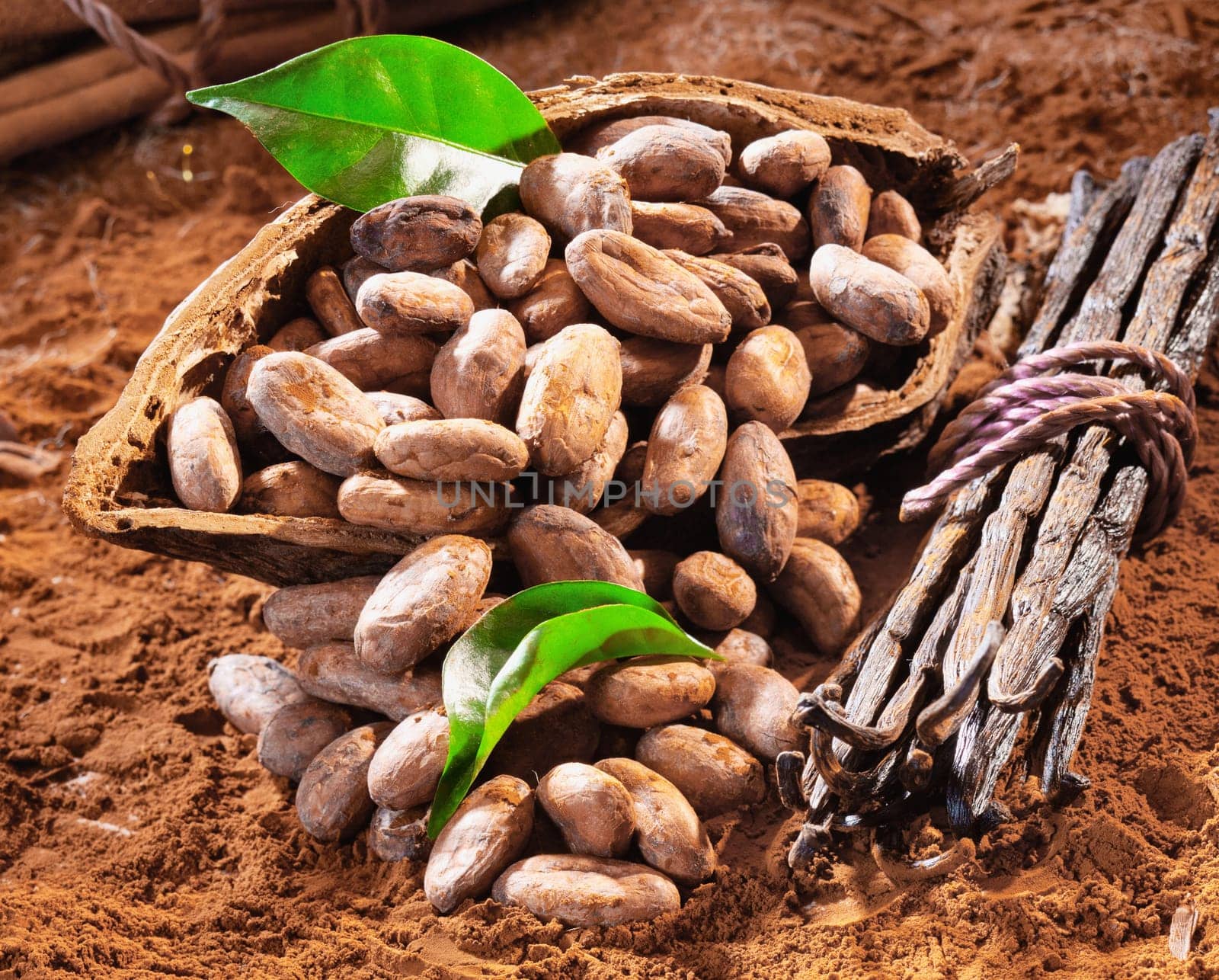 and caco beans in a cocoa shell on powdered cacao background