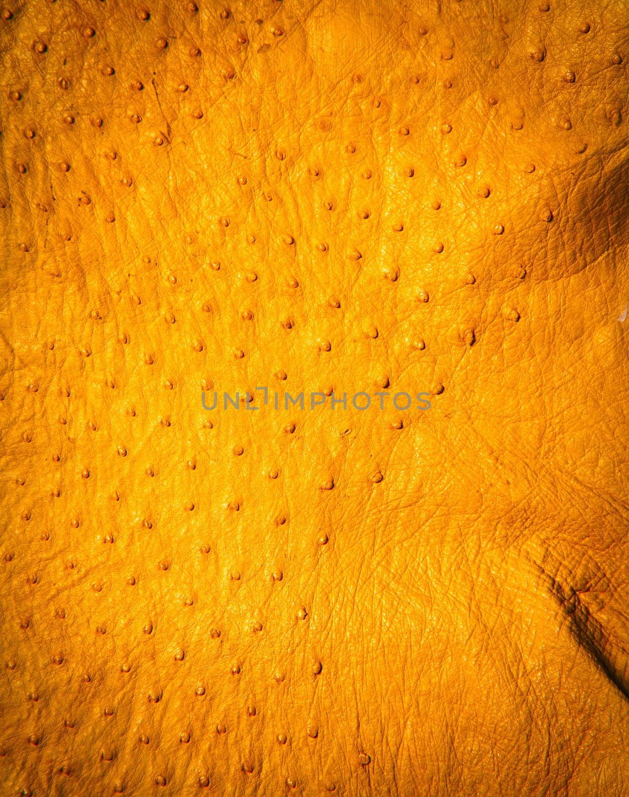Ostrich Leather detail showing raised quill marks where the feathers were attached