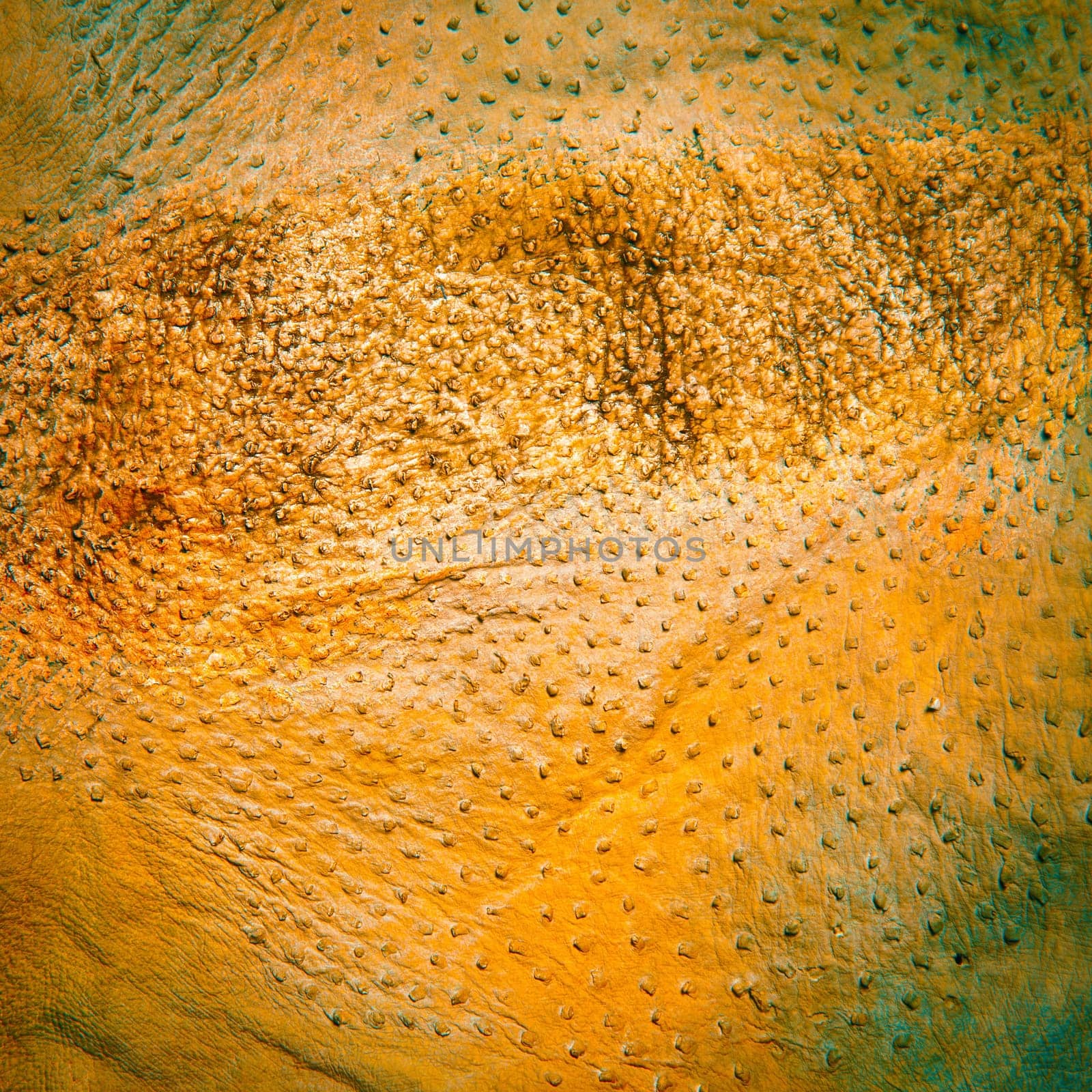 Large piece of tanned and dyed ostrich leather showing quill marks and used for luxury goods in the clothing and accessories industry.