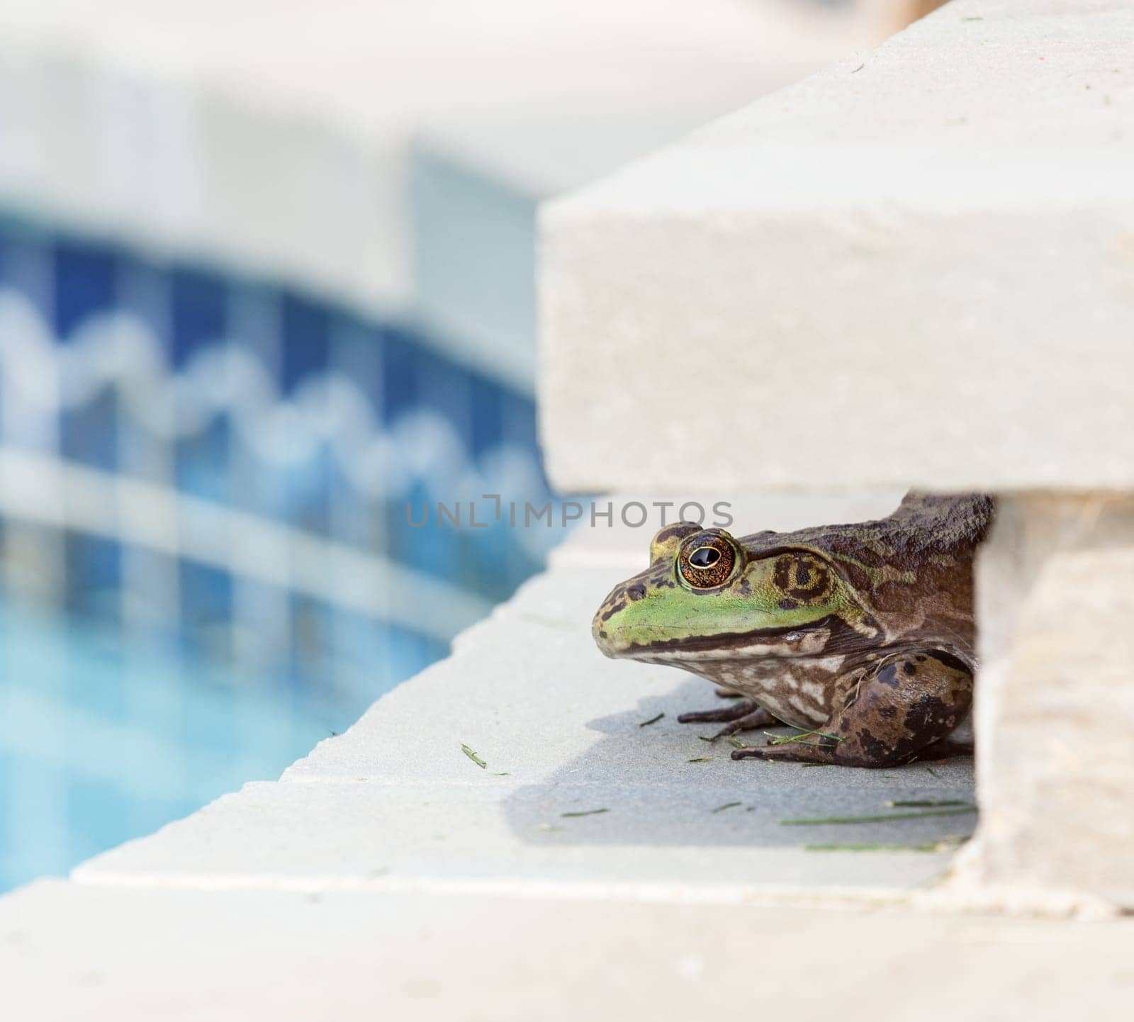 Large female bullfrog sitting in shade at edge of tiled swimming pool