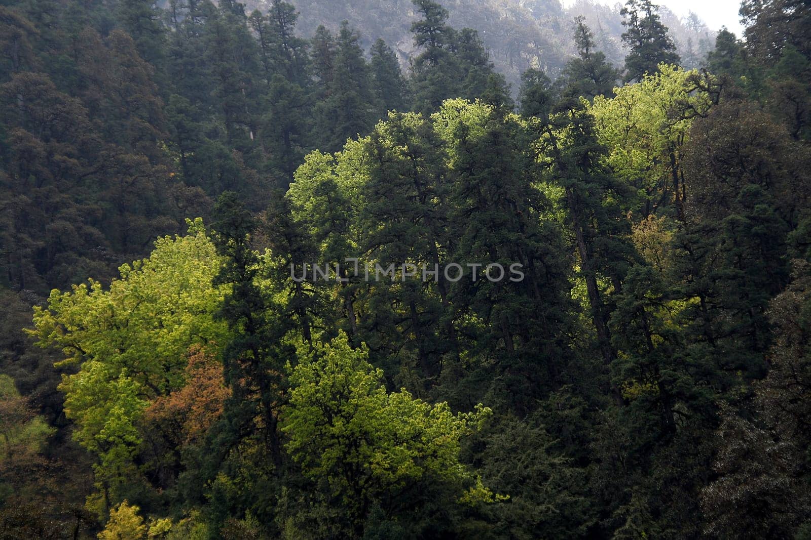Landscape with light and dark foliage in forest