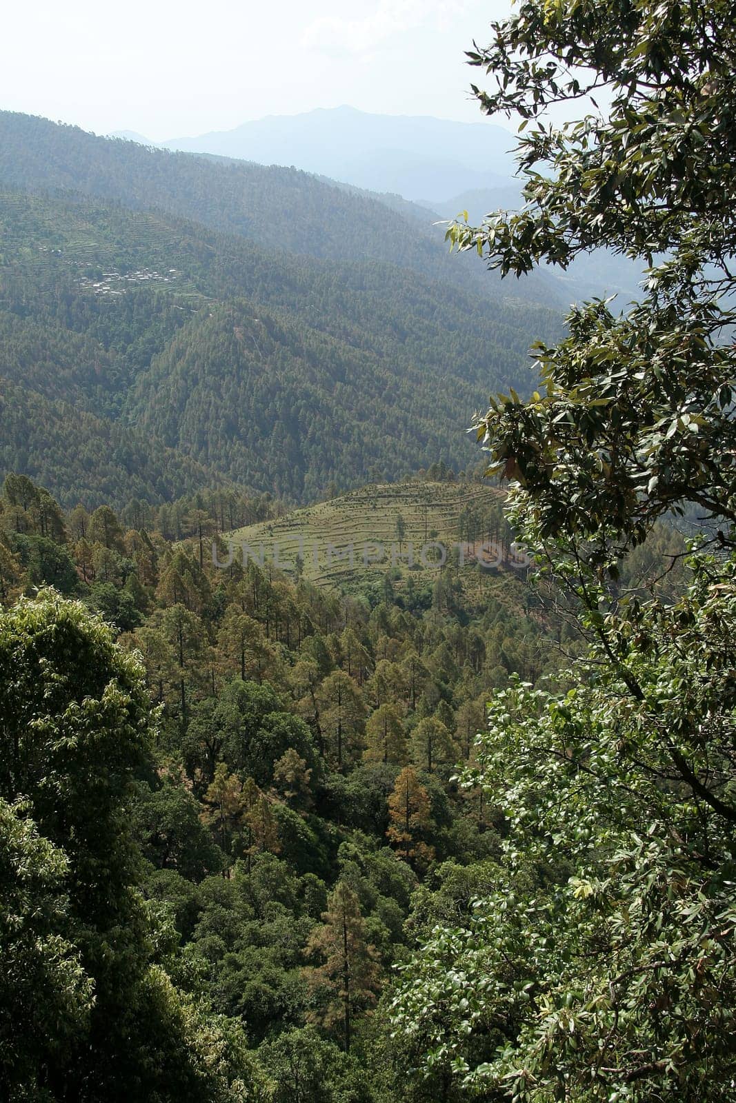 Mountain covered with thick coniferous forest near Uttarakashi in Uttarakhand, India, Asia