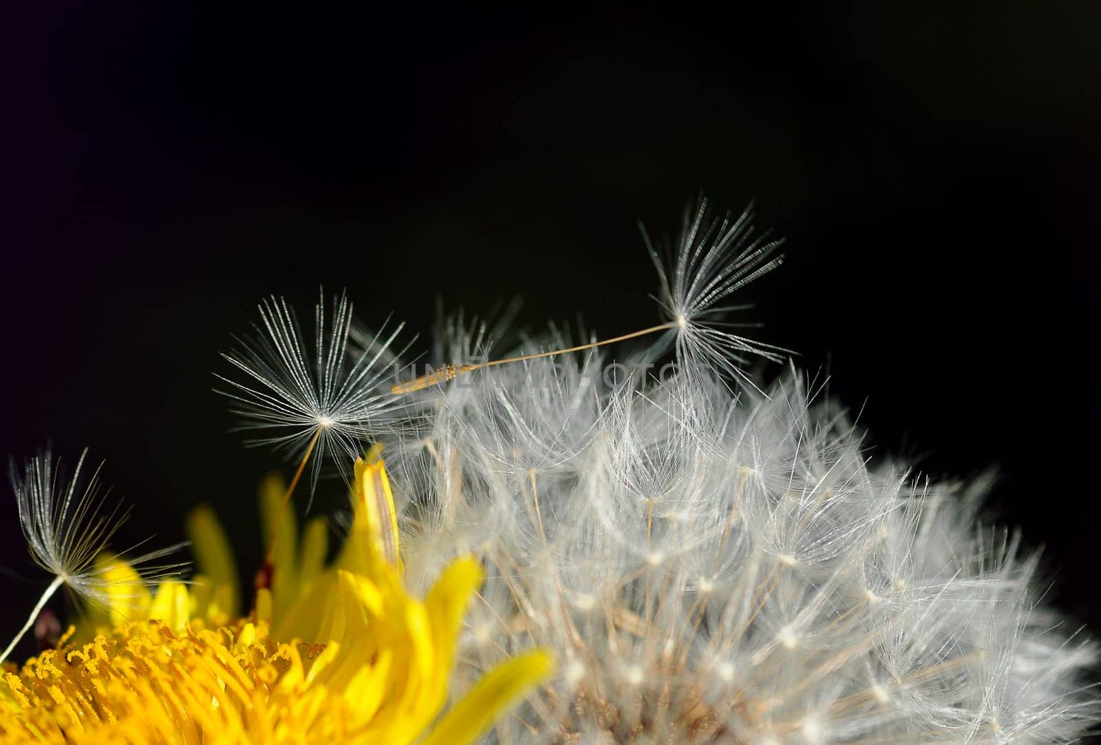 Dandelion