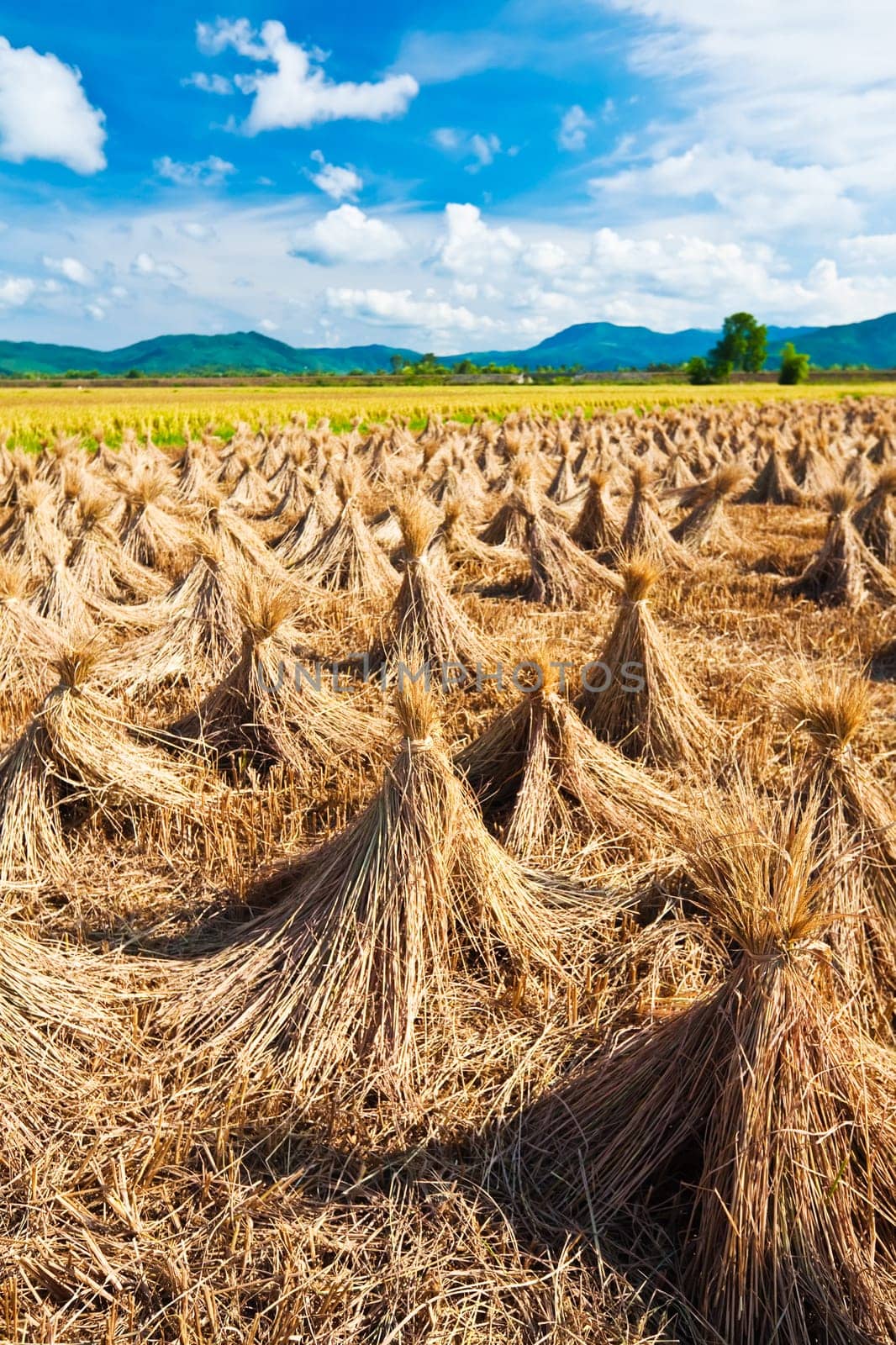 rural landscape with rice field and collected crop
