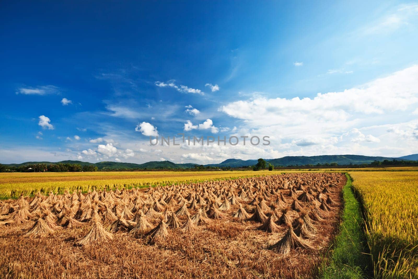 rural landscape with rice field and collected crop