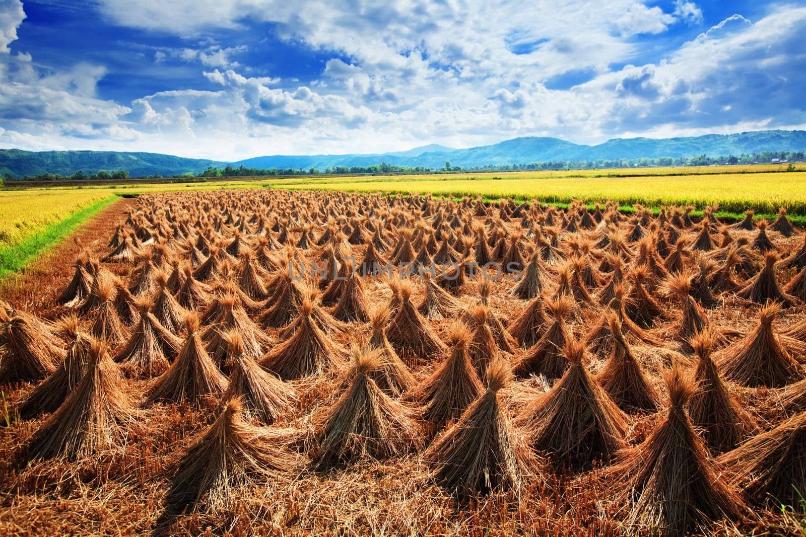 Rural landscape with rice field and collected crop