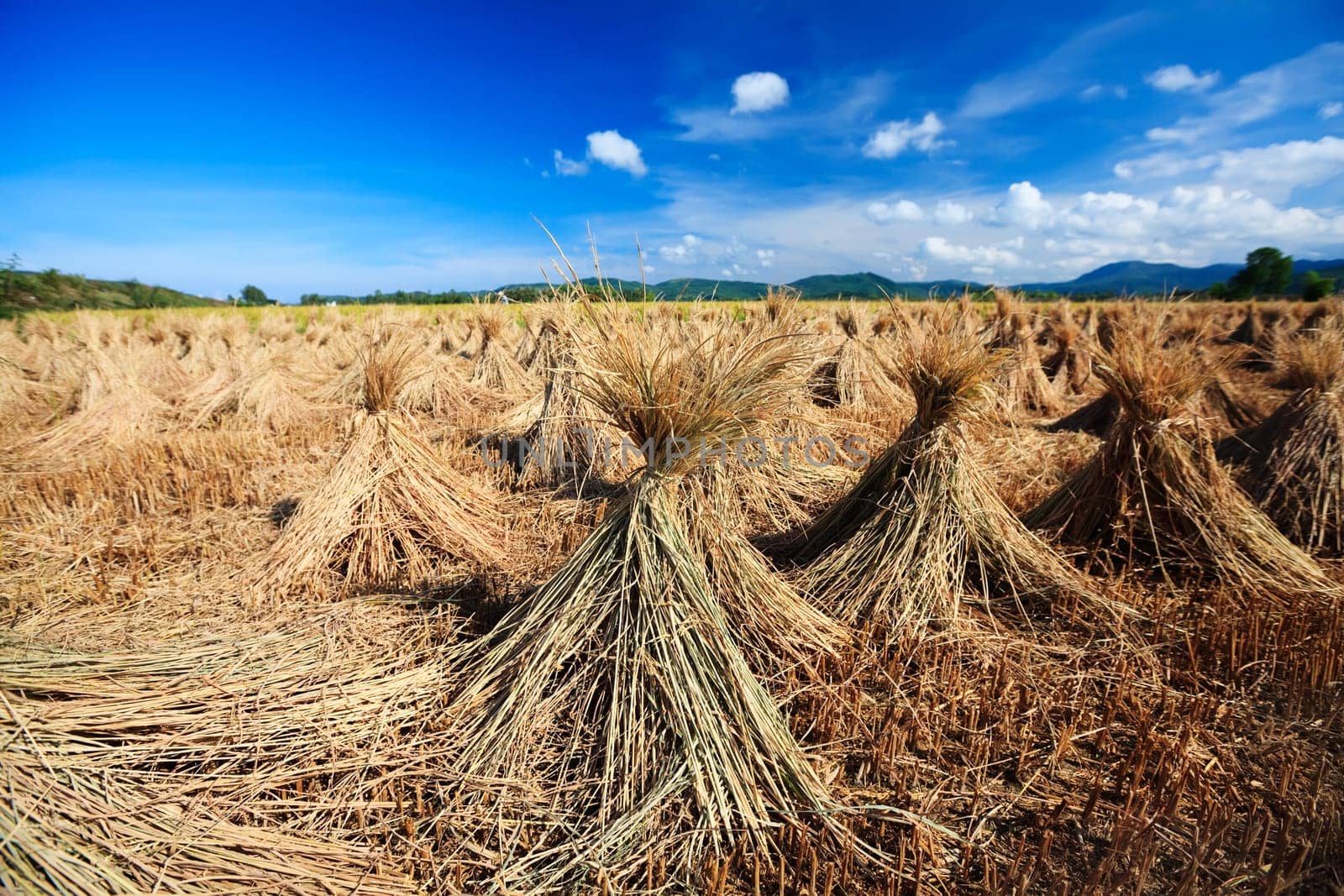 rural landscape with rice field and collected crop