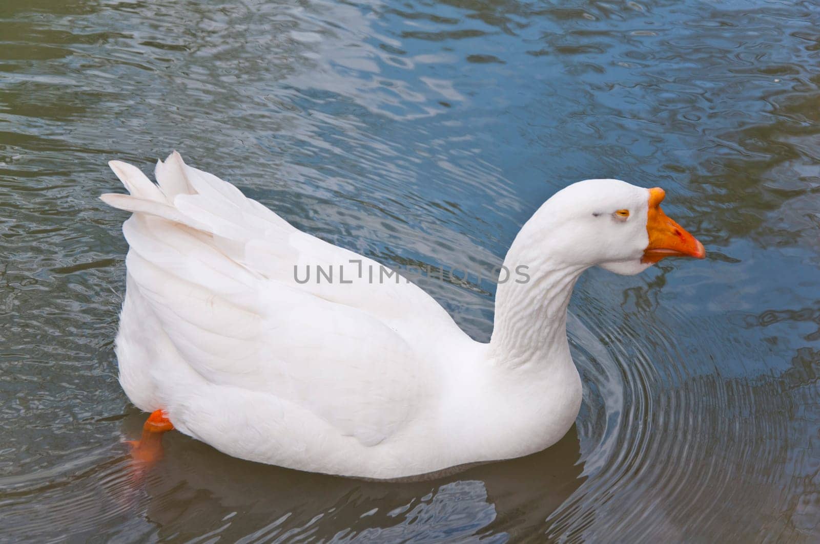 The white beautiful goose in pond on park