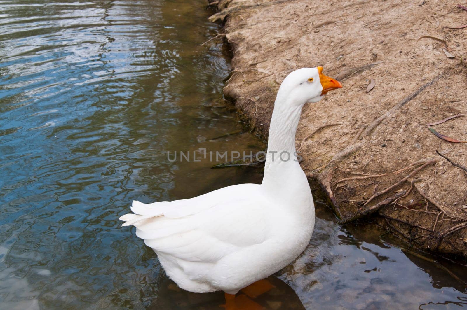 The white beautiful goose in pond on park