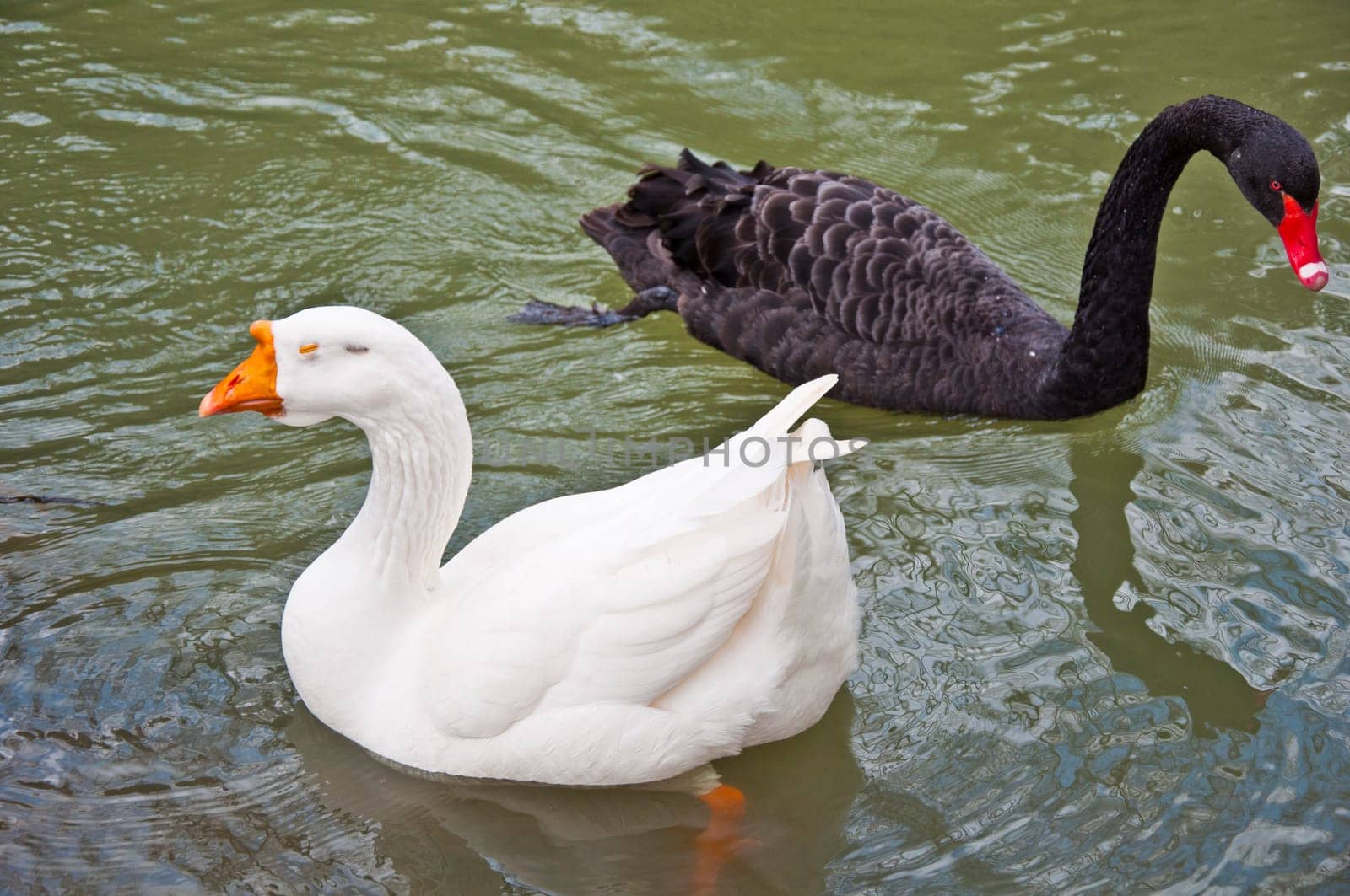 a couple of swans in the blue lake water