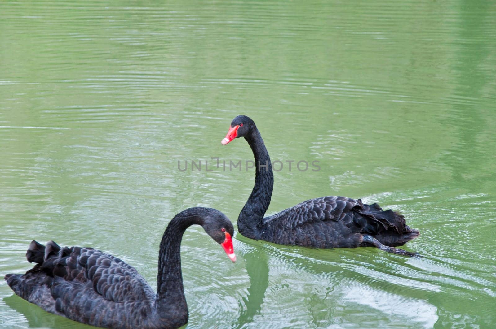 a couple of swans in the blue lake water