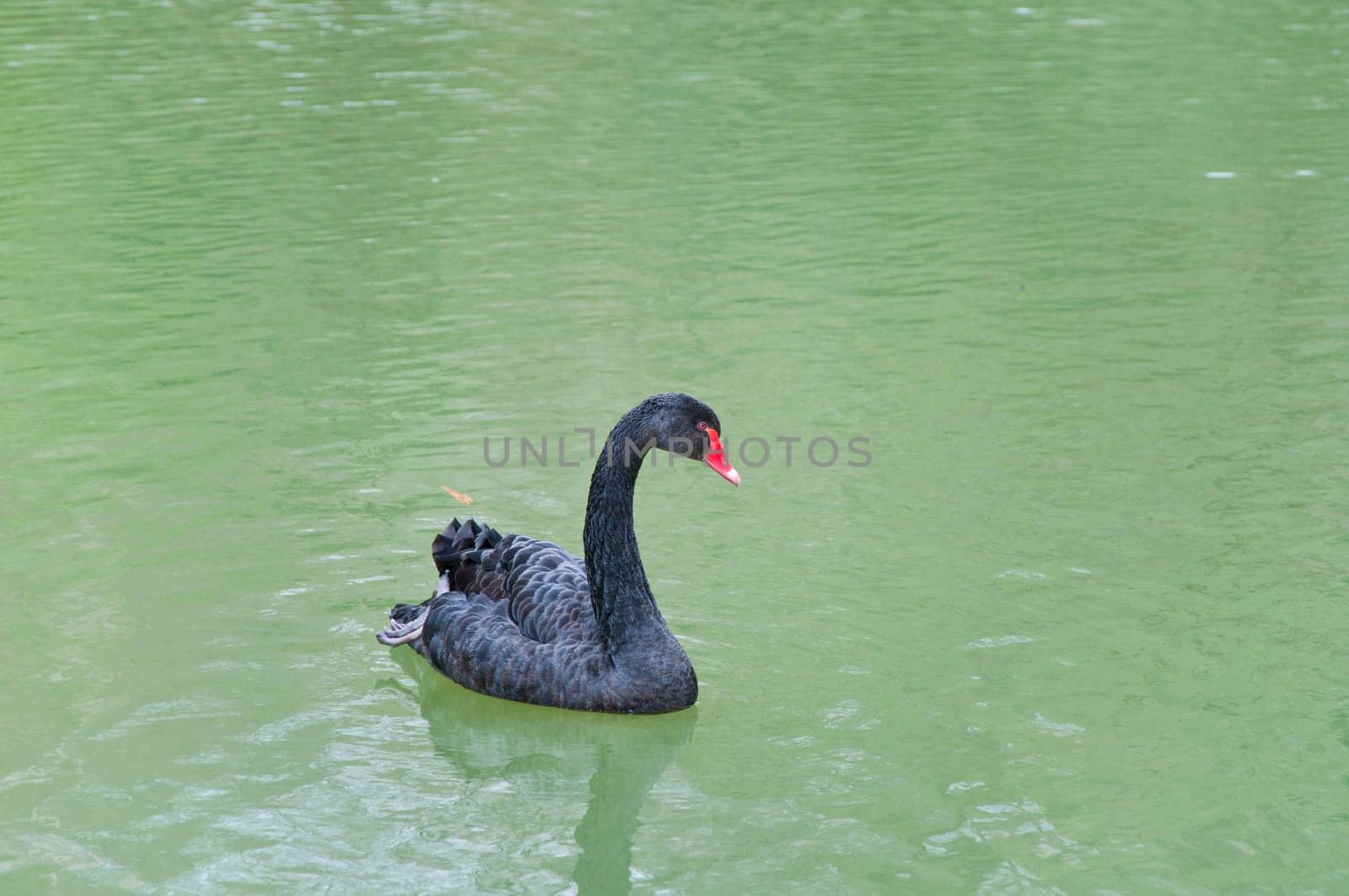 a couple of swans in the blue lake water