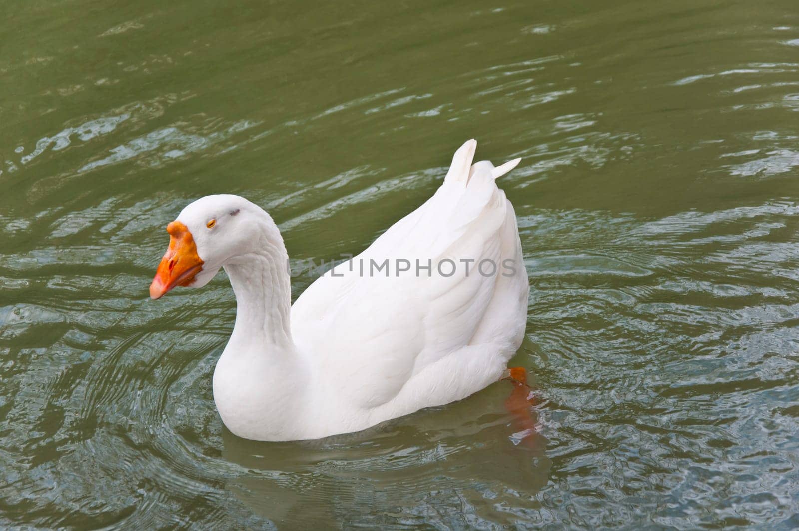The white beautiful goose in pond on park