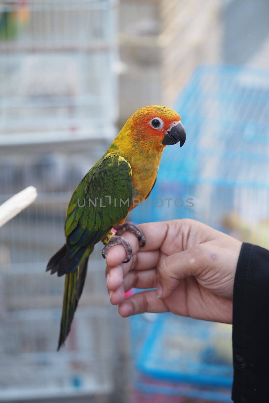 A vibrant conure rests confidently on a person's hand at a market.