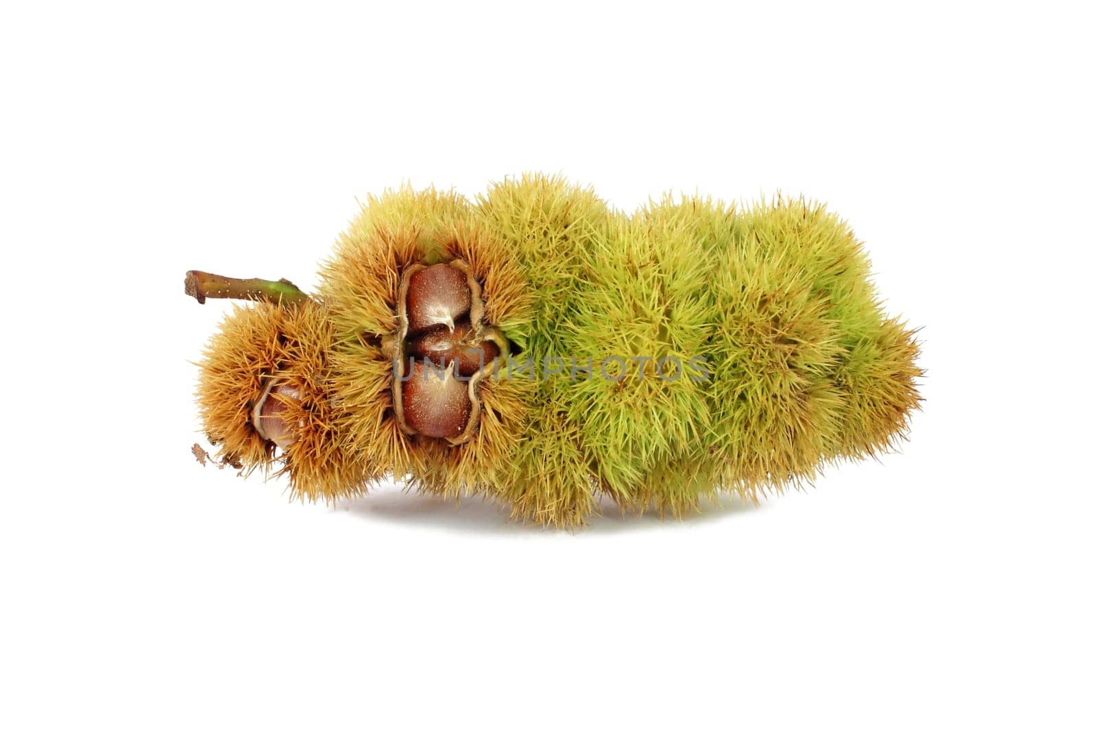 Chestnuts inside husk isolated on white