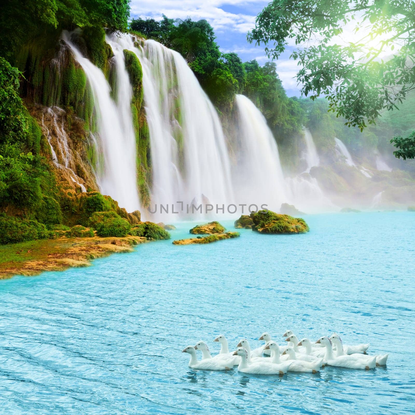Beautiful waterfall at sunny day. Swans on the foreground