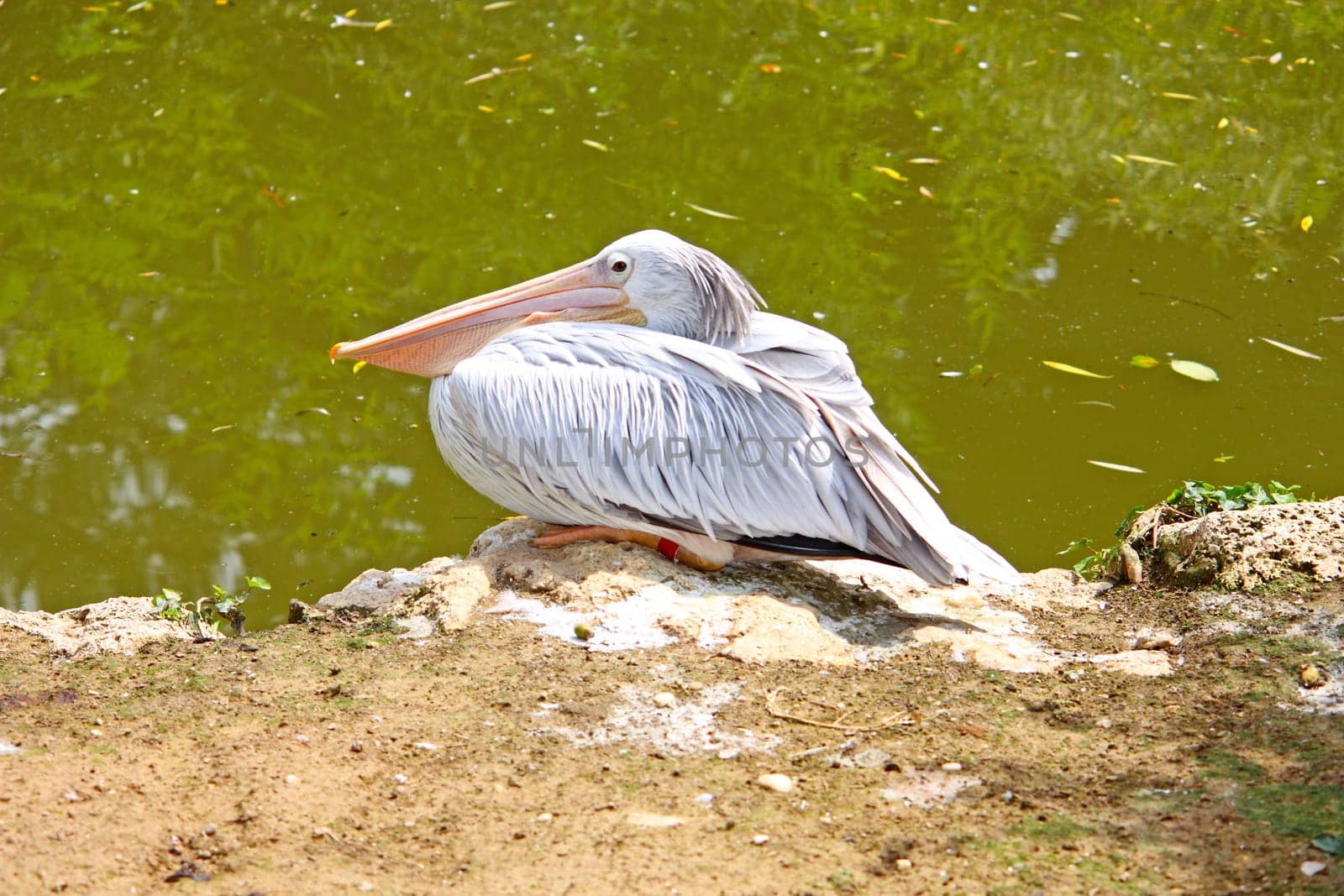Pelican beside a small lake in ZOO