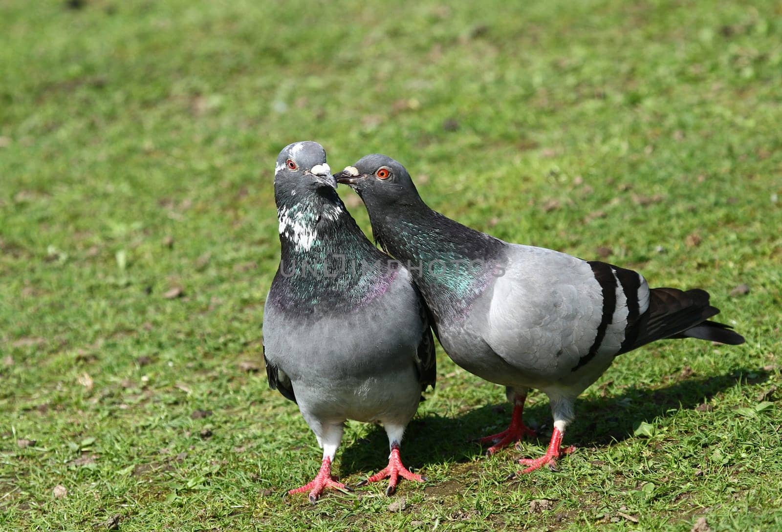 Give kisses