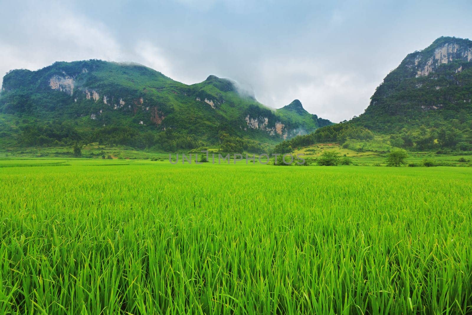 Rice paddy field at the nothern Vietnam