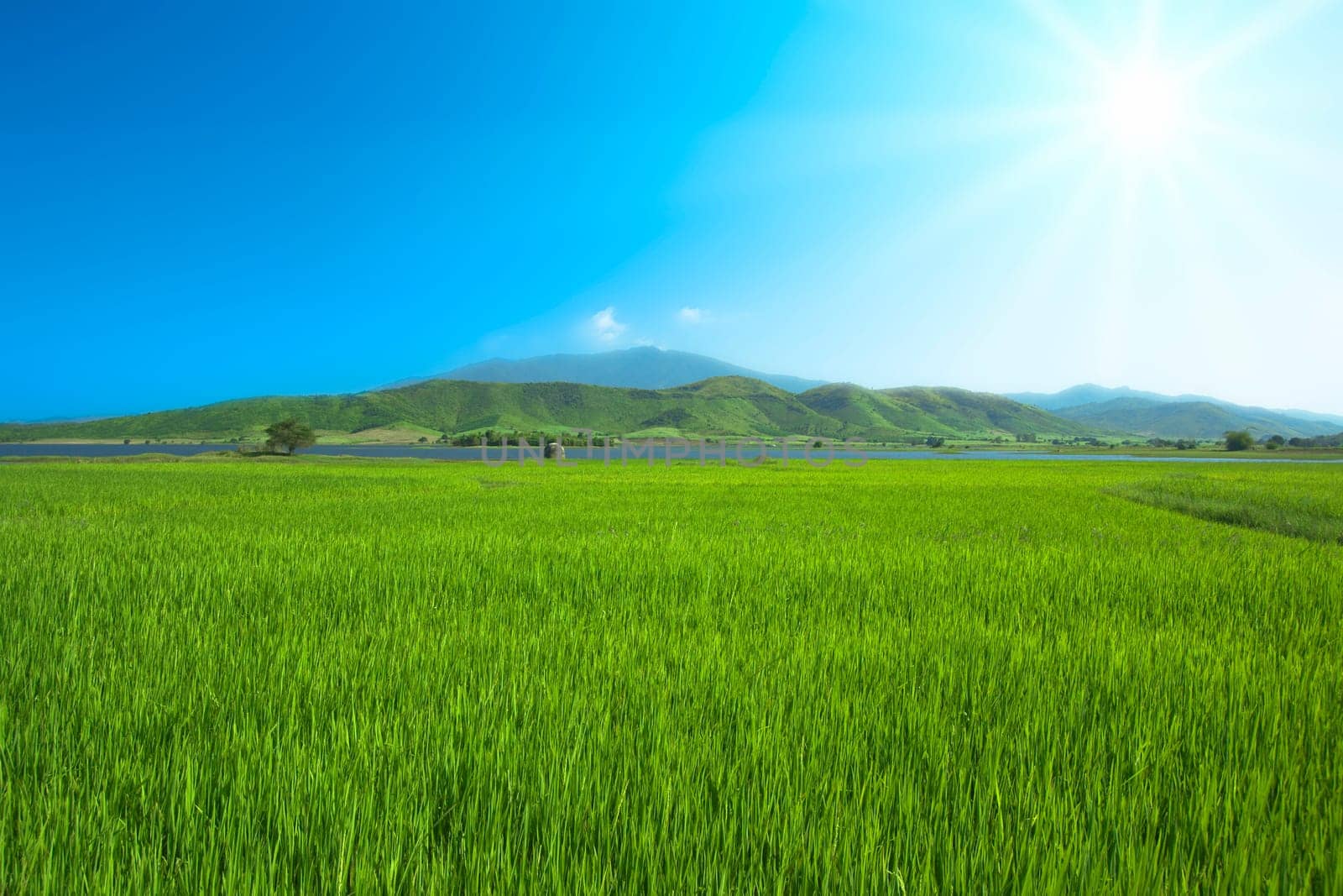 Green grass and cloudy sky