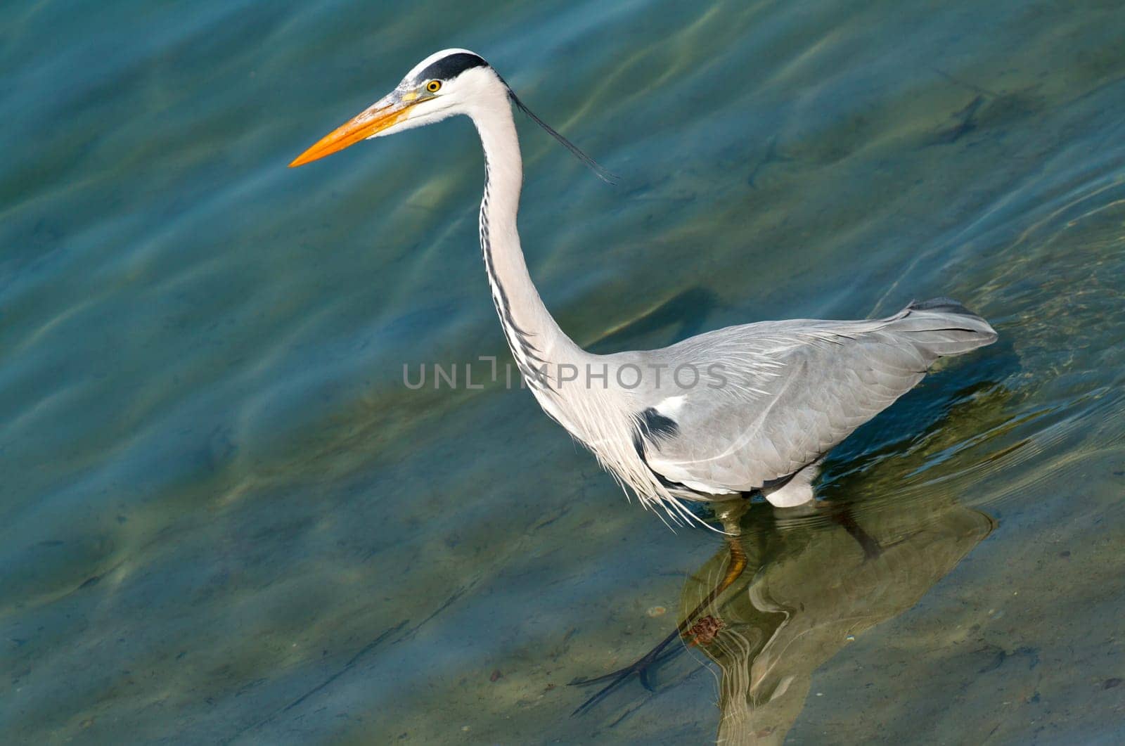 grey heron