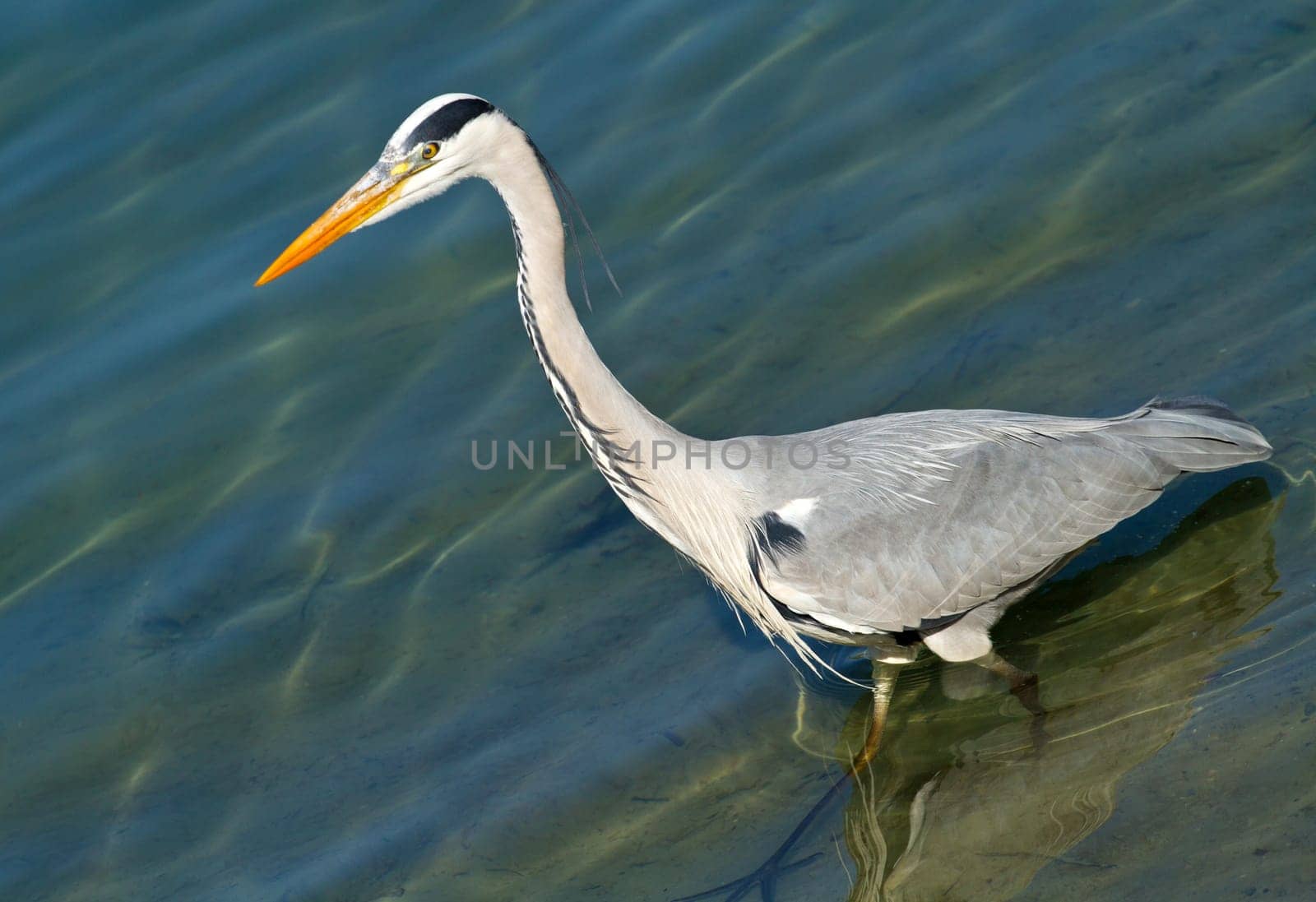 grey heron