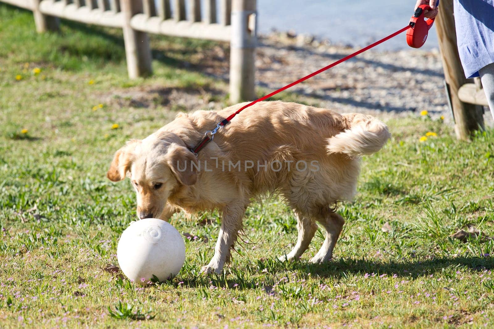 golden retriever