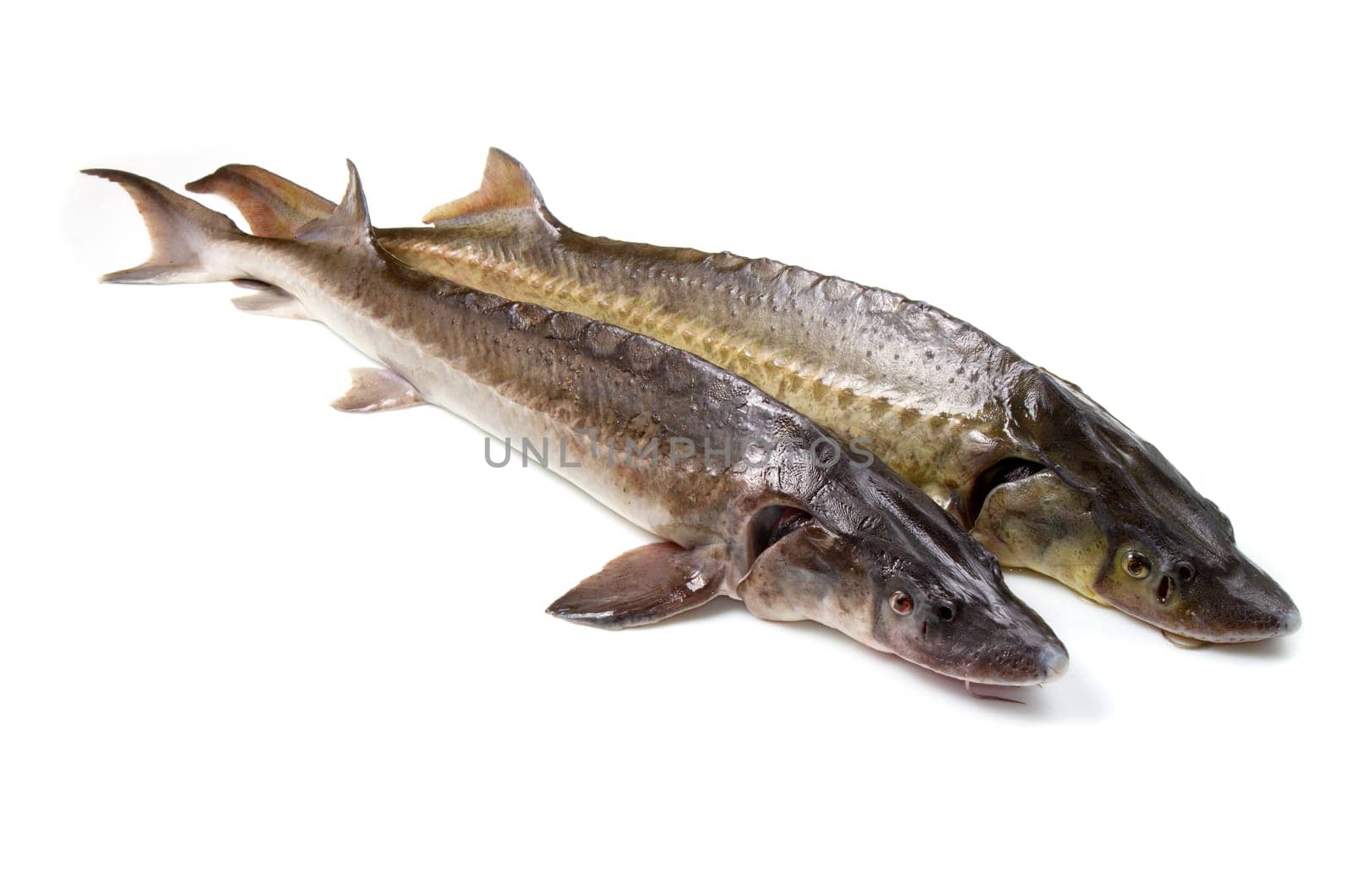 sturgeon fish isolated on white