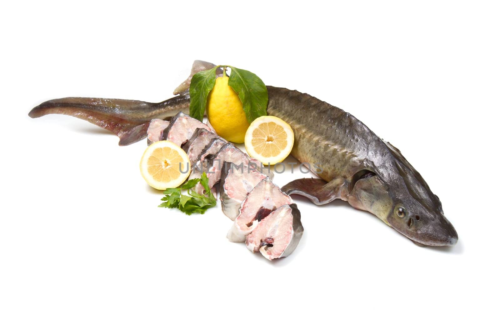 sturgeon fish isolated on white