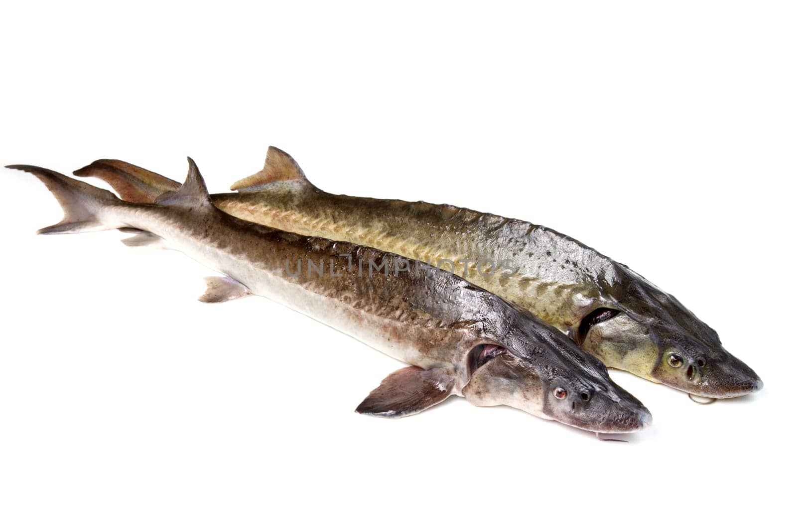sturgeon fish isolated on white