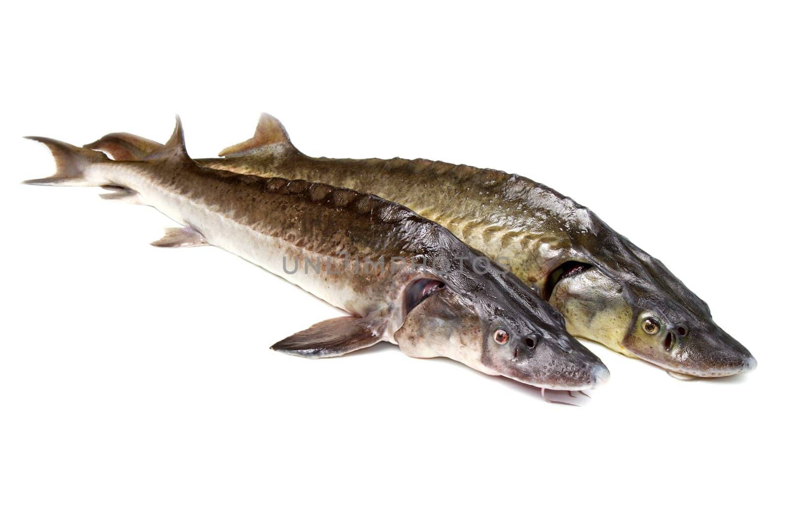 sturgeon fish isolated on white