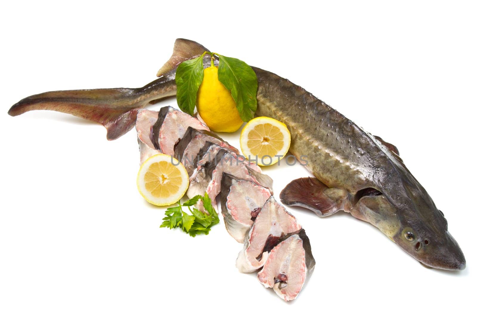 sturgeon fish isolated on white