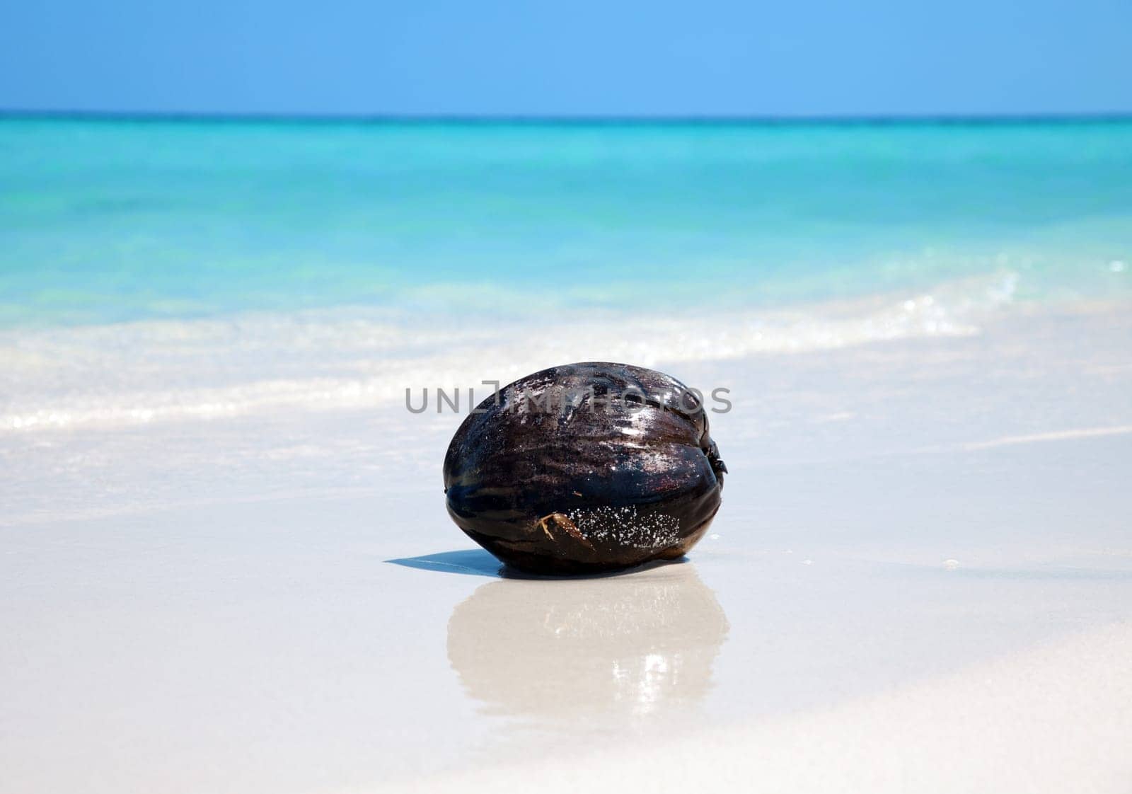 Cocunut on a empty tropical beach