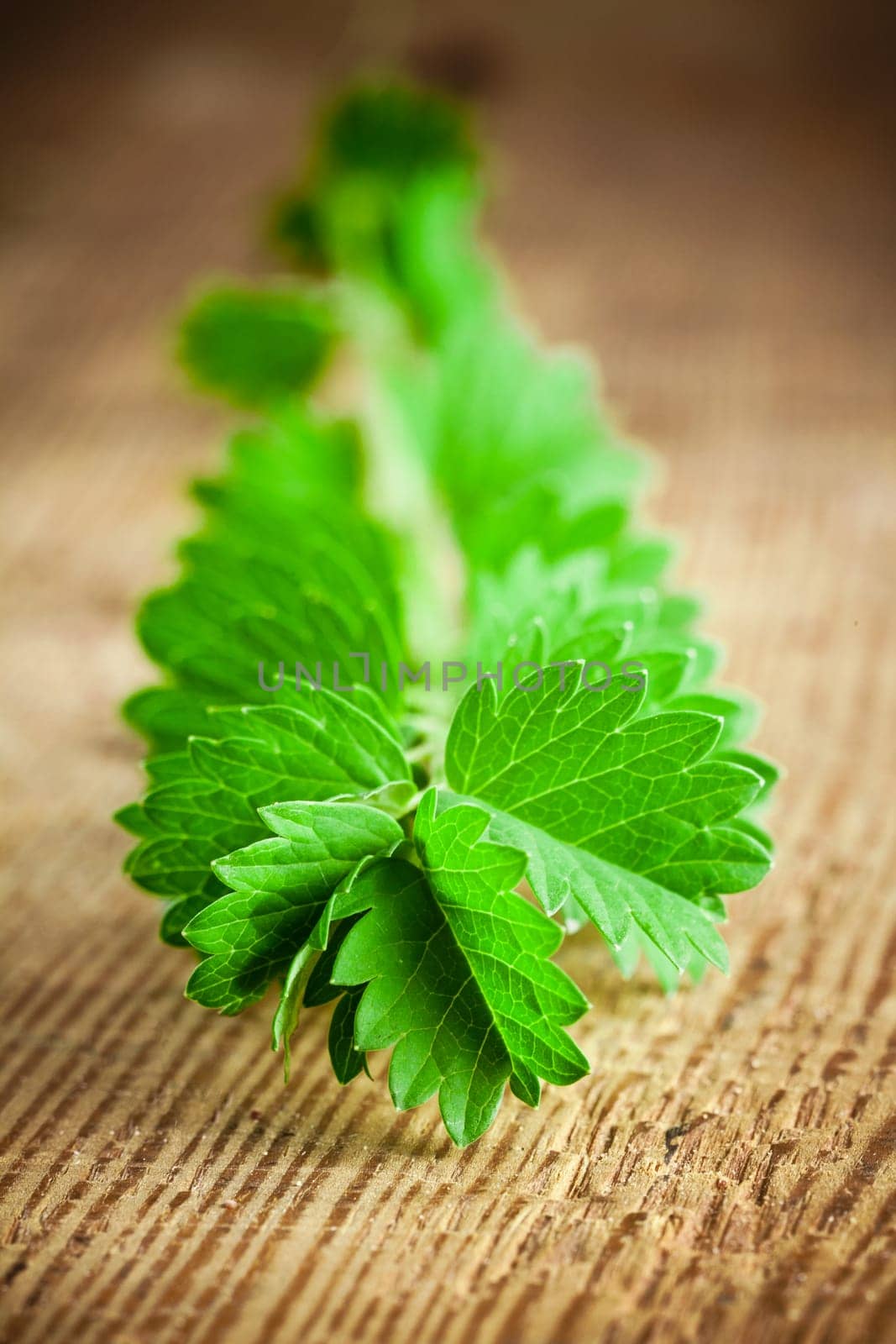 burnet herb similar to parsley on a wooden background