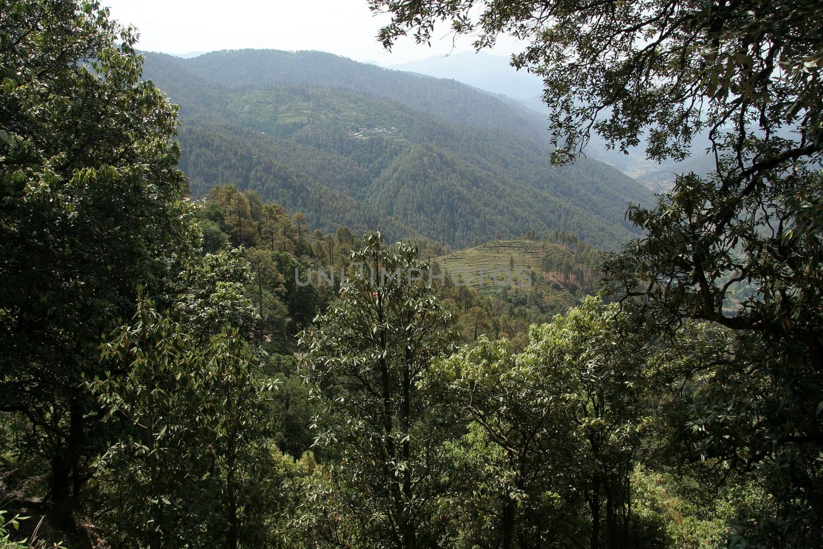 View of mountain covered with dense forest near Uttarakashi, Uttarakhand, India, Asia