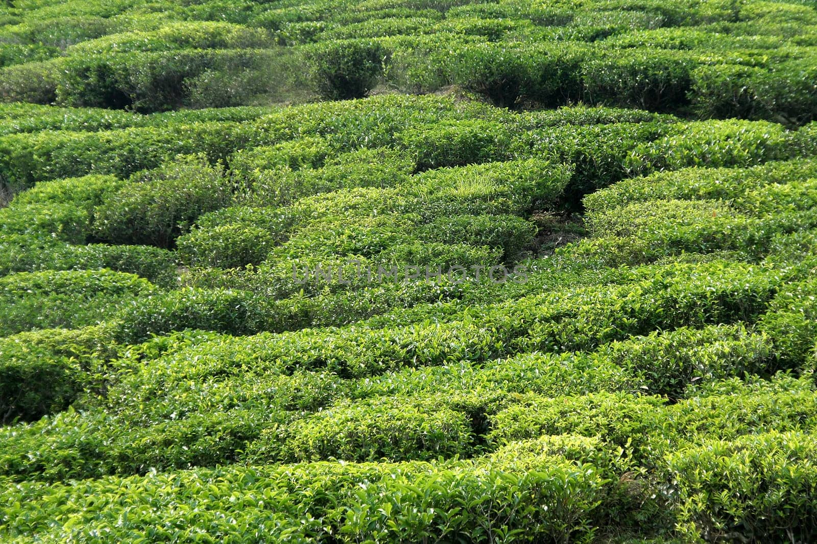 Closer view of top surface of tea plants