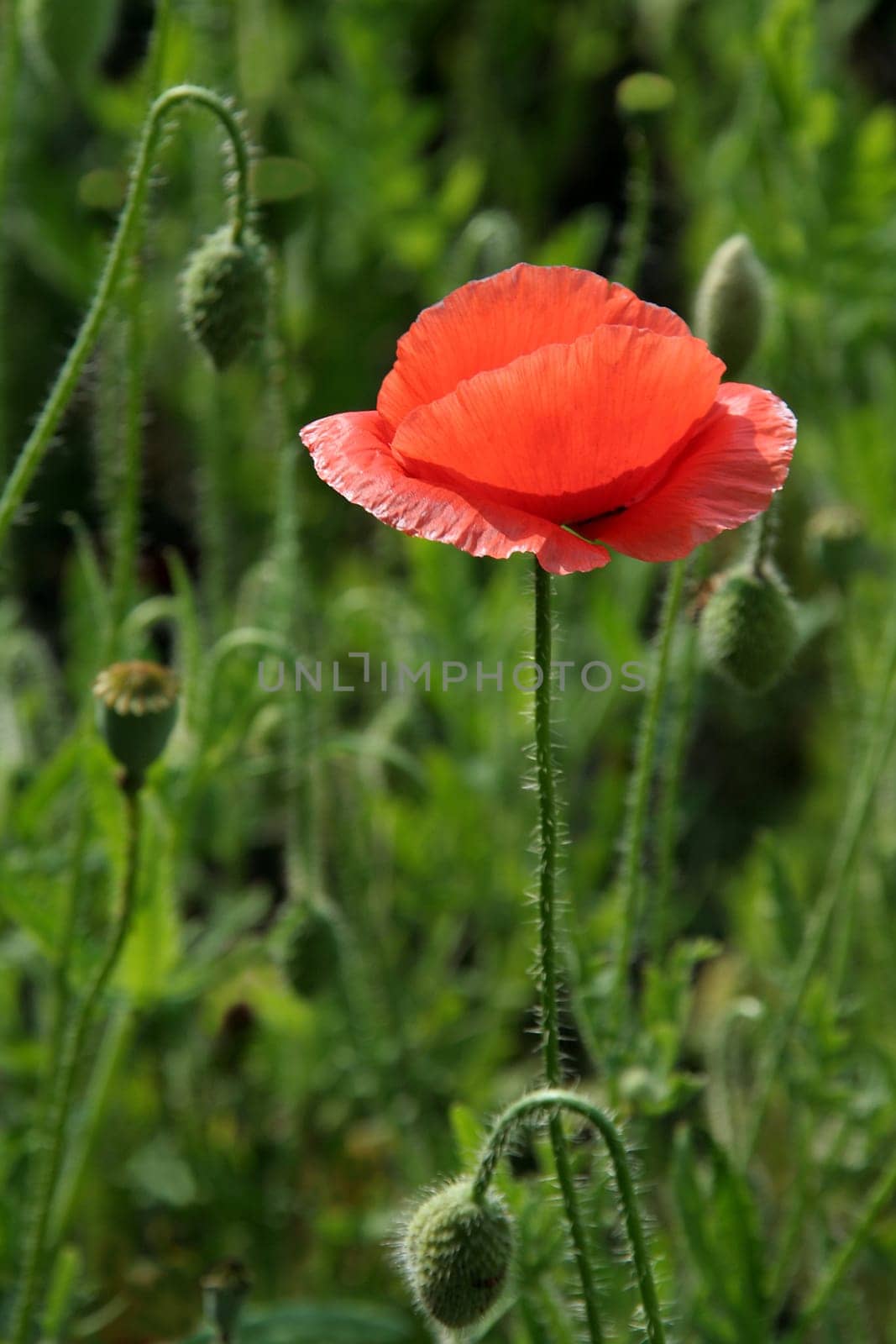 Brilliant orange flower separated on blurry green background