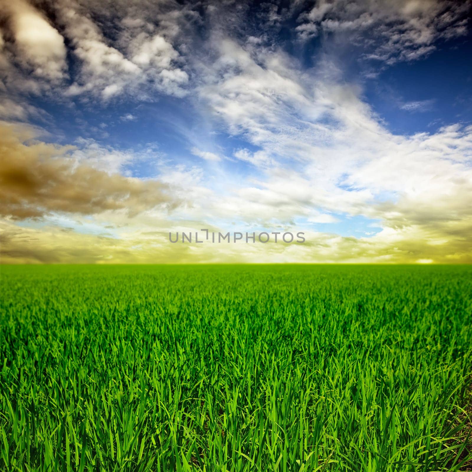 Green rice field at sunset time.Central Vietnam